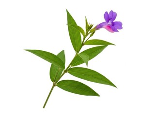 Naklejka premium Closeup of a purple flower with green leaves isolated on white background for botanical and nature themes