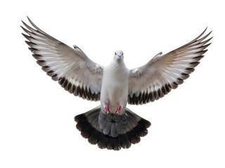 Dove in flight with wings spread wide flying against a white background