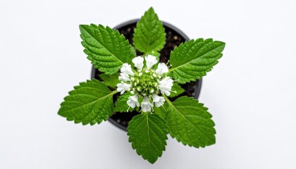 Plant in Pot Overhead.