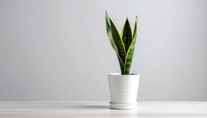 Snake plant in white pot.