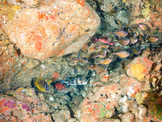 チョウチョウウオ, Oriental ButterflyFish, Chaetodon aurites, 
ゴマヒレキントキ, Glasseye, Blotched Bigeye, Heteropriacanthus cruentatus, 
イシガキフグ, Pacific Burrfish, Chilomycterus reticulatus, 
フエダイ、他。
ヒリゾ浜南伊豆町中木
静岡県伊
