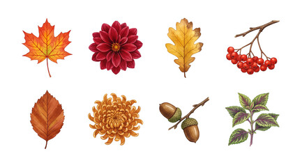 Autumn botanical set including maple, oak, and beech leaves, dahlia and chrysanthemum flowers, rowan berries, and acorns. Fall season nature collection.