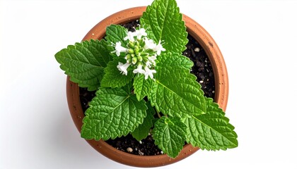 Lemon balm potted plant.