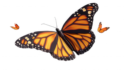 Majestic monarch butterfly displaying vibrant orange and black wings with smaller companions in flight on transparent background