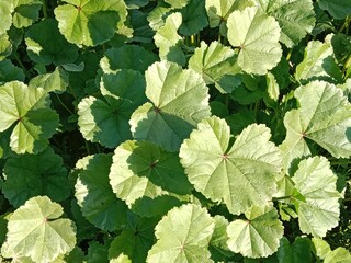 Fresh green leaves of Malva parviflora, commonly known as cheeseweed mallow, showing natural leaf pattern with rounded lobes and visible veins, growing naturally in wild vegetation