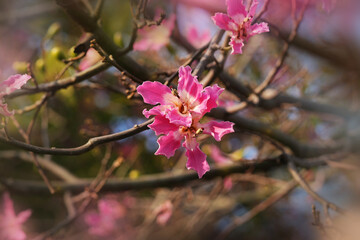 Ceiba speciosa  (Chorisia speciosa)  flowering tree
