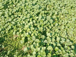 Fresh green leaves of Malva parviflora, commonly known as cheeseweed mallow, showing natural leaf pattern with rounded lobes and visible veins, growing naturally in wild vegetation
