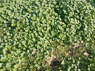 Fresh green leaves of Malva parviflora, commonly known as cheeseweed mallow, showing natural leaf pattern with rounded lobes and visible veins, growing naturally in wild vegetation