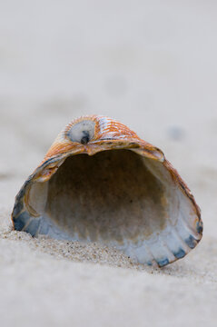 Mussel shell close up on sand at Amrum beach Northsea Germany