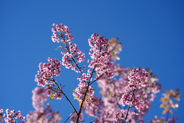 pink flowers against blue sky