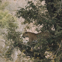 Leopard in a tree © Gabriel