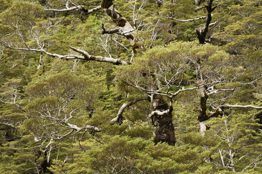 Silver beech trees in native bush Tongariro National Park New Zealand