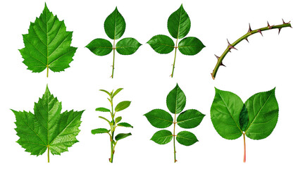 Green rose leaf and stem set including compound foliage, serrated edges, and thorny branch isolated. Botanical gardening and nature collection.