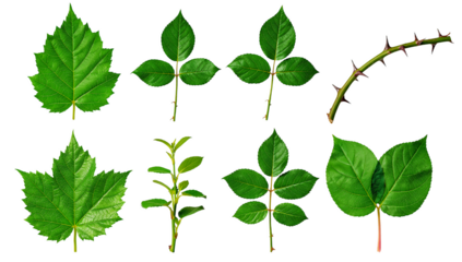 Green rose leaf and stem set including compound foliage, serrated edges, and thorny branch isolated. Botanical gardening and nature collection.