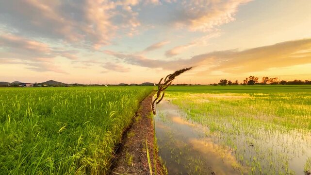 Cinematic sunset over green rice field with a narrow path and reflection.