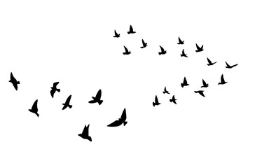 Flying birds on white symbolizing freedom, peace.