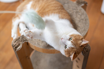 おもちゃで遊ぶ猫　茶トラ白