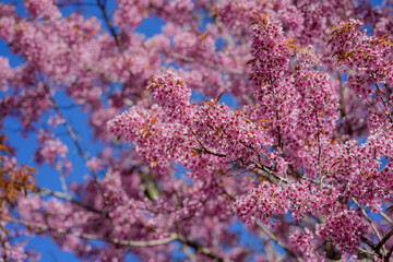 purple lilac flowers
