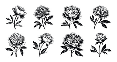 Elegant monochrome peony flower drawings perfect for various graphic design projects print materials wedding invitations and textile prints