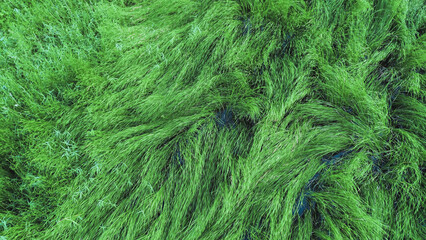 Aerial perspective of green wetland grass