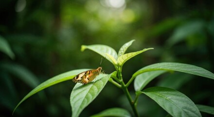 A butterfly with orange and black markings rests on a green leaf in a forest setting