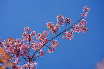 cherry blossom in spring