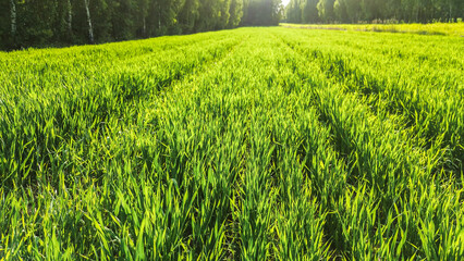 Obraz premium Green wheat field surrounded by lush forest