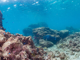 Fototapeta premium アオブダイ, Knobsnout Parrotfish, Scarus ovifrons, ブダイ科, 他。 ヒリゾ浜南伊豆町中木 静岡県伊豆半島-2025 日本有数のシュノーケリングスポット。 夏の数カ月間だけ渡し船で行ける。 水質透明度魚影が素晴らしい。 