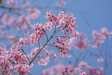pink cherry blossom