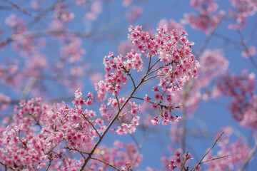 pink cherry blossom