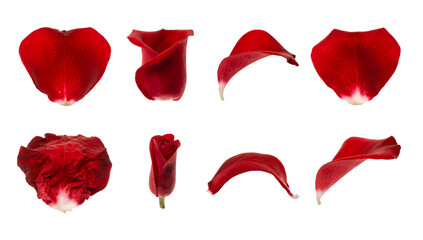 Fototapeta premium Red rose petals set including single, curled, withered, and budding floral elements isolated. Decorative flower parts for romantic and wedding designs.