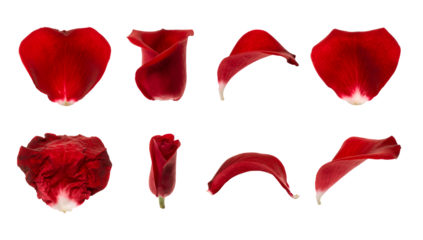 Red rose petals set including single, curled, withered, and budding floral elements isolated. Decorative flower parts for romantic and wedding designs.