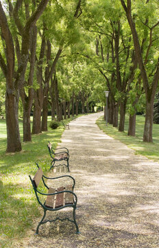 Tree lined park avenue with benches in Kurort Park Bad Gleichenberg