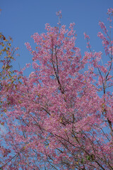 pink cherry blossom