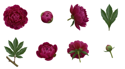 Burgundy peony flower set including full blooms, opening buds, and green foliage isolated. Floral elements for wedding stationery and botanical design.