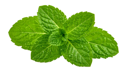 Mint Leaves with Dropped Water, Fresh Spearmint Herb Close up, Isolated on Transparent Background