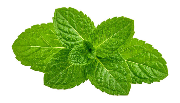 Mint Leaves with Dropped Water, Fresh Spearmint Herb Close up, Isolated on Transparent Background
