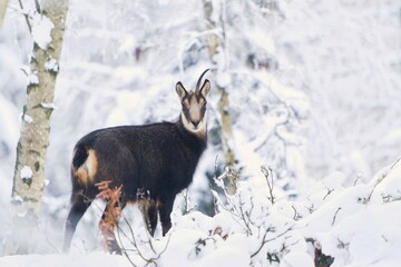 Winter scene with a chamois. Rupicapra rupicapra. Animal from Alp. A chamois with a brocken horn stands in the snowy winter forest. 
