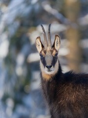 Winter scene with a chamois. Rupicapra rupicapra. Animal from Alp. Closeup portrait of a beautiful chamois. 