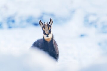 Winter scene with a chamois. Rupicapra rupicapra. Animal from Alp. Winter portrait of a young chamois. 