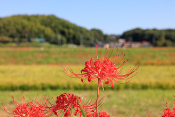 彼岸花咲く里の秋景色 愛知県半田市