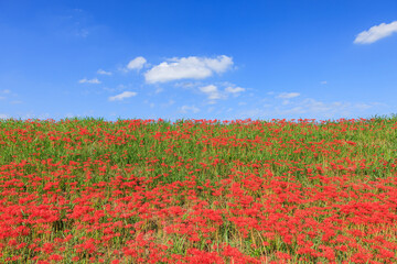 彼岸花咲く里の秋景色 愛知県半田市