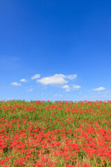 彼岸花咲く里の秋景色 愛知県半田市