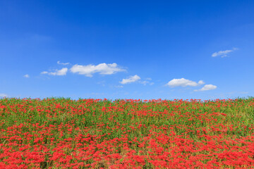 彼岸花咲く里の秋景色 愛知県半田市