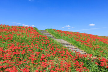 彼岸花咲く里の秋景色 愛知県半田市