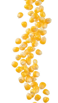 Falling corn kernels on transparent background