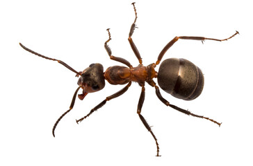 forest ant, black, isolated, close-up, no background for a project about insects and wildlife. material for design and collage.