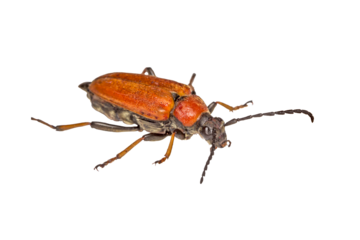 Leptura longhorn beetle, isolated, close-up, no background for an insect and wildlife project. material for design and collage.