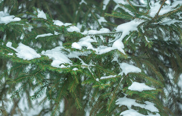 Close-up of a spruce branch on a green background.