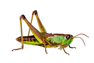 green grasshopper, isolated, close-up, no background for an insect and wildlife project. material for design and collage.